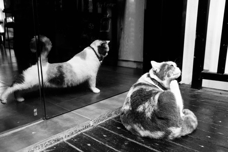 猫-街头-猫-猫咪-花猫 图片素材