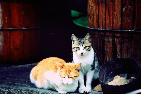猫-街道-猫-宠物-萌宠 图片素材