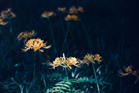秋日物语-彼岸花-彼岸花-花-花朵 图片素材