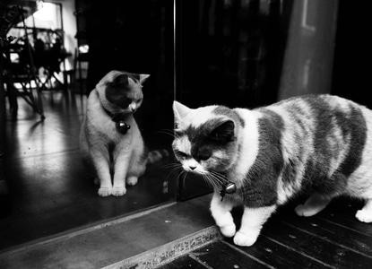 猫-街头-猫-猫咪-花猫 图片素材