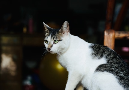猫-7日打卡挑战-猫-猫咪-花猫 图片素材