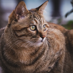 猫-你好2020-猫-猫咪-狸花猫 图片素材