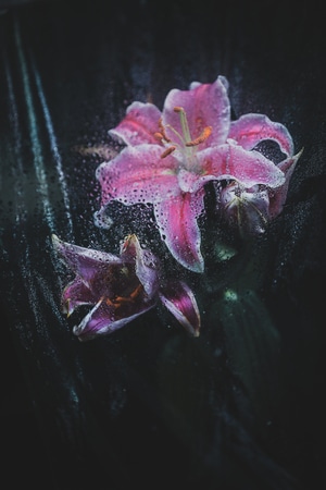 你好2020-百合-花朵-花-花卉 图片素材