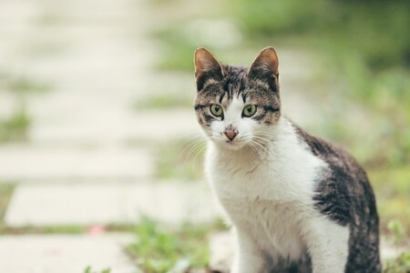 猫-你好2020-猫-动物-花猫 图片素材