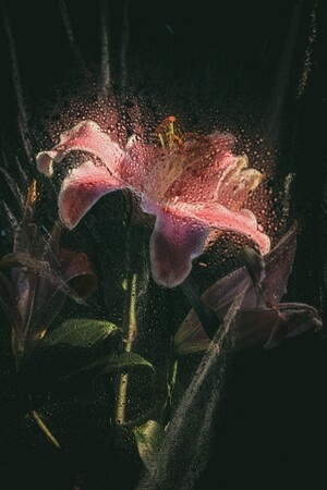 你好2020-百合-花-鲜花-花卉 图片素材