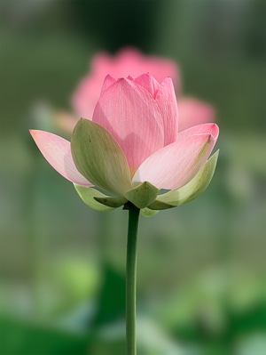 我的六月-我要上封面-荷花-莲花-虚实结合 图片素材