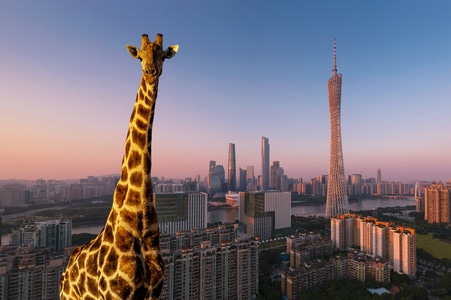 蓝-天空-城市-珠江-无人机航拍 图片素材