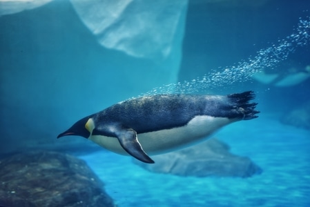 纪实-光影-可爱-动物-企鹅 图片素材