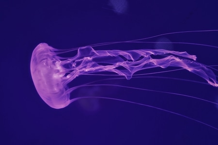 水母-海蜇-动物-水下-光影 图片素材