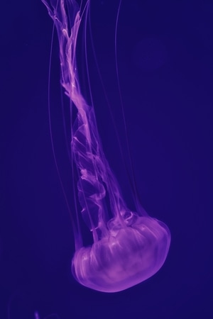 水母-海蜇-动物-水下-光影 图片素材