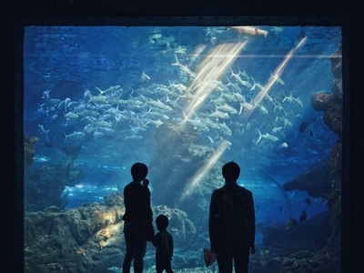 海洋-水下-人文-家庭-光影 图片素材