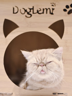 可爱-动物-纪实-猫-喵星人 图片素材