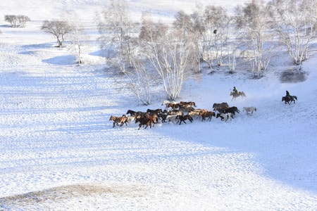 奔马-原创-雪地-狗拉雪橇-动物 图片素材