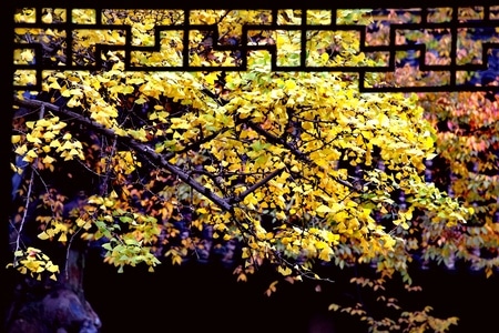 风景-原创-自然-演出-植物 图片素材