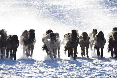 奔马-原创-雪地-狗拉雪橇-动物 图片素材