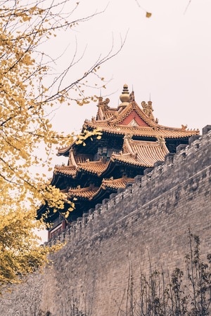 银杏黄了-纪实随拍-旅行-色彩-探索 图片素材