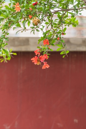 夏天-花-日常-阳光-探索 图片素材