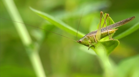 自然-生态-抓拍-大自然-昆虫 图片素材