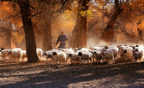 风光-光影-旅行-羊群-羊 图片素材