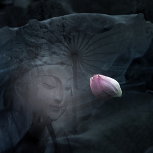 光影-色彩-创意-画意摄影-莲花 图片素材