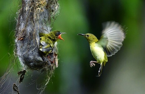 母亲节-鸟-鸟类-生态-生态摄影 图片素材