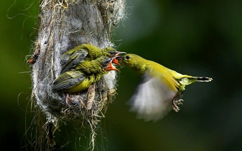 母亲节-鸟-鸟类-生态-生态摄影 图片素材