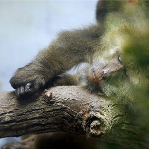 动物-抓拍-猴-生态-自然 图片素材