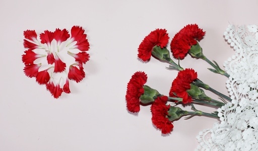 母亲节-花-康乃馨-植物-花 图片素材