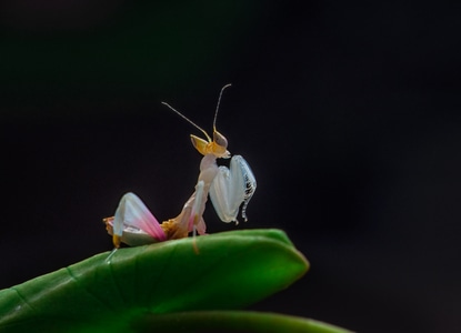 生态-微距-螳螂-昆虫-昆虫 图片素材