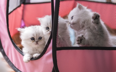 猫-宠物-可爱-萌-动物 图片素材