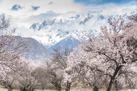 黑白-西藏-旅行-桃花-雪山 图片素材