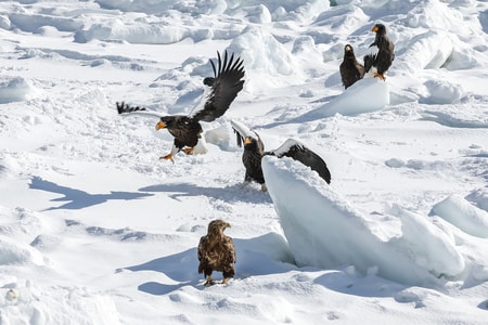 自然-风光-雪-动物-海雕 图片素材