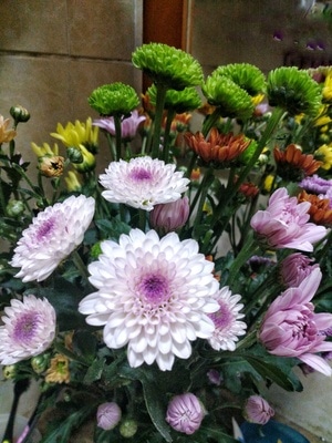 小雏菊-鲜花-小雏菊-花-花卉 图片素材
