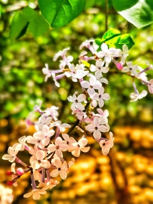春天-景色-随手拍-原创-丁香花 图片素材