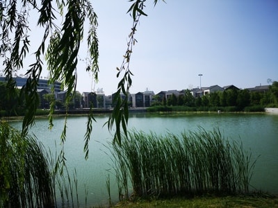 原创-风景-蓼河湾-草-草丛 图片素材