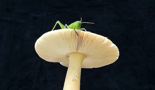 你好2020-年味儿-看啥呢？-昆虫-蚂蚱 图片素材