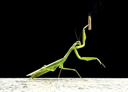 手机拍照-你好2020-抗击疫情-宅家-昆虫 图片素材