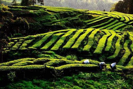 风光-光影-风景-梯田-农田 图片素材