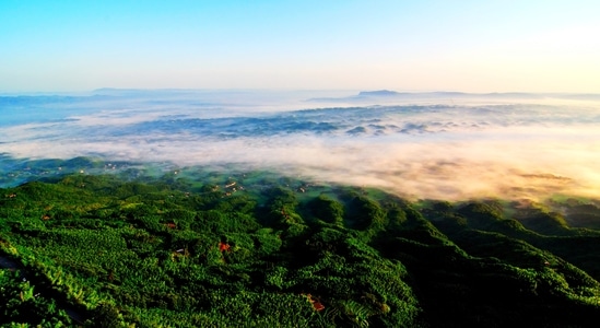 竹海-云海-风景-风光-自然 图片素材