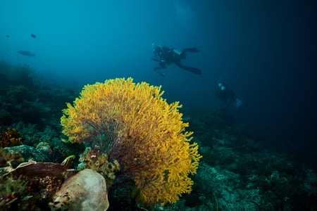 水下-潜水-大海-旅行-风景 图片素材