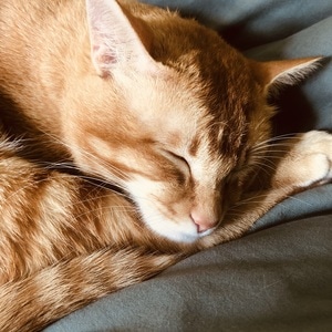 猫-咪咪-动物-宠物-猫 图片素材