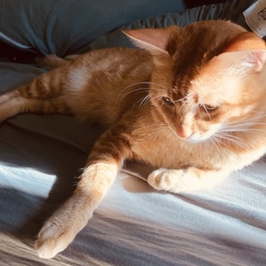 猫-咪咪-动物-宠物-猫 图片素材