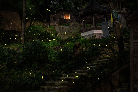 自然-流萤-古寺-流萤-古寺 图片素材