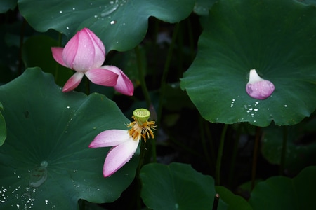 色彩-植物-光影-花-花朵 图片素材