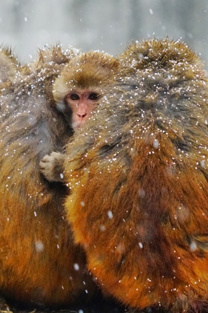 动物-色彩-猴子-动物-灵长动物 图片素材
