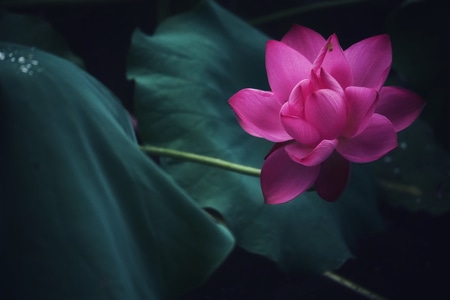 色彩-植物-光影-花-花朵 图片素材