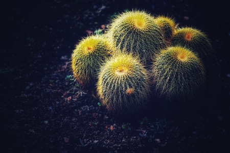 色彩-植物-植物-仙人球-花 图片素材