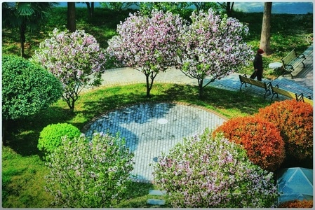 植物-色彩-自然-风景-植物 图片素材
