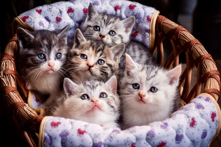 萌宠写真-可爱-奶猫-猫咪-猫 图片素材