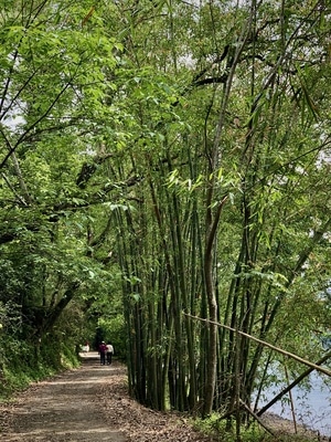 旅行-风景-自然景观-林荫道-竹林 图片素材